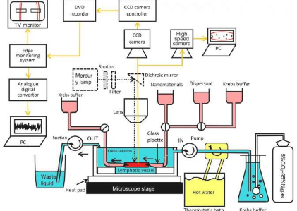 使用新的孤立淋巴管腔灌注系统的纳米粒子动力学